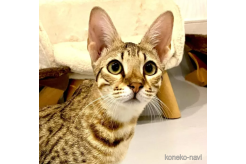 成約済ののサバンナキャット-90277